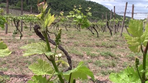 Vineyard scene with vine plant in front Video stock 60746250