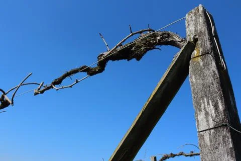 Vineyard Scenery Stock Photos