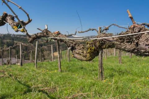 Vineyard Scenery in Styria Stock Photos