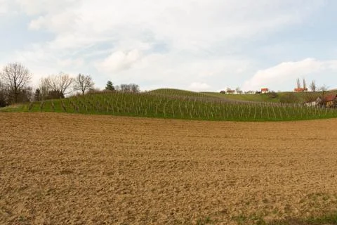 Vineyard Scenery in Styria,Austria Stock Photos