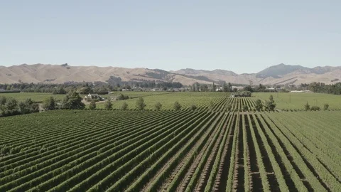 Vineyard Sceney 库存影片 125455952