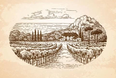 Vineyard by the sea. Stock Illustration