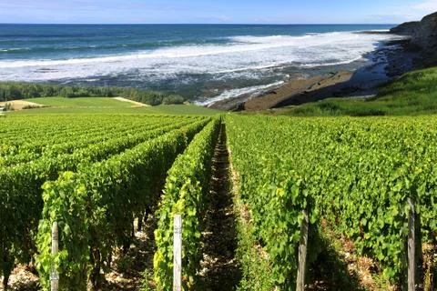 Vineyard by the sea Foto stock