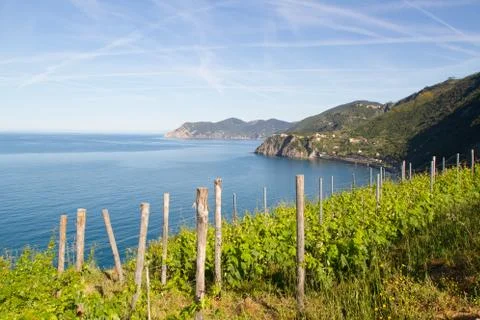 Vineyard by the Sea Stock Photos