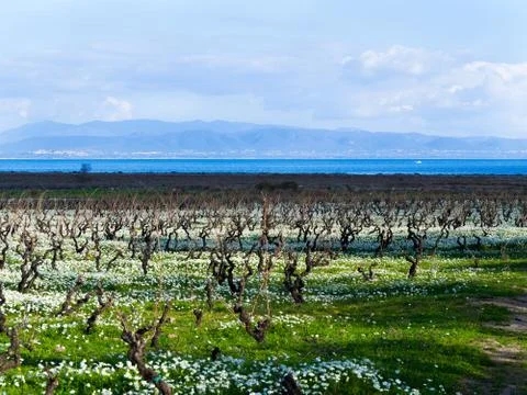 A vineyard by the sea Stock Photos