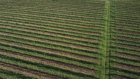 Vineyard with sea side 2 Video stock 129756281
