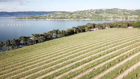 Vineyard sea side Video stock 129756239