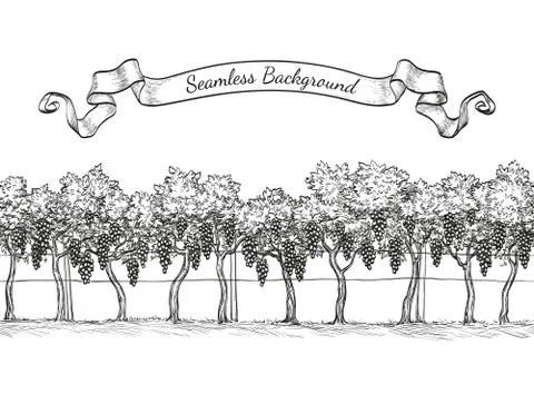 Vineyard seamless background. Stock Illustration