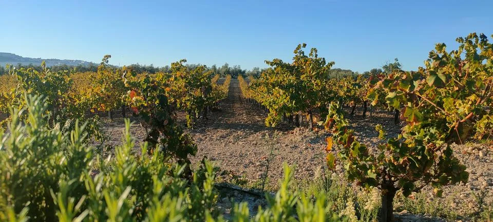 Vineyard seen from the ground Stock Photos