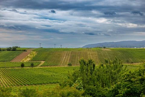 Vineyard Serenity Stock Photos