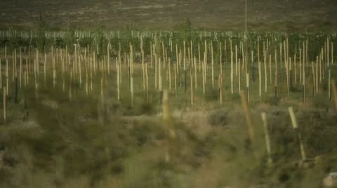 Vineyard set for planting Stockbeeldmateriaal 11132569