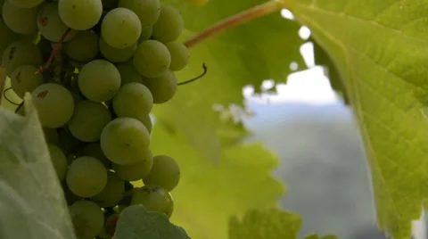 Vineyard shot during the summer day Stock Footage 53217504
