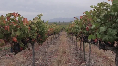 Vineyard shot Stock-Footage 77049797