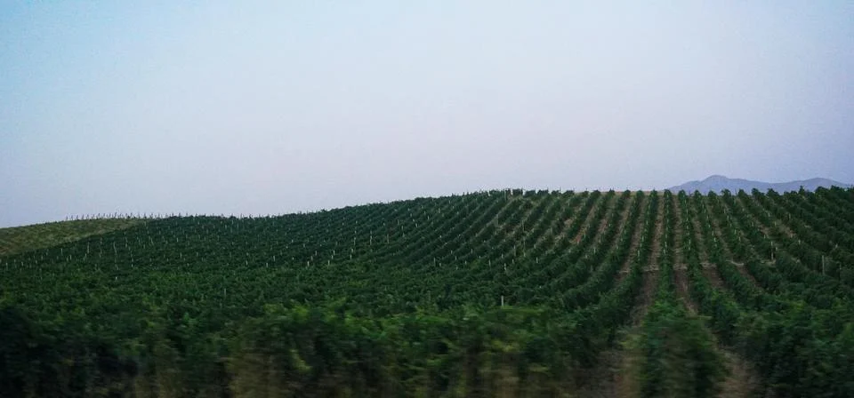 A vineyard on the side of the road Stock Photos