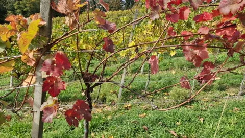 Vineyard Side Walking Down The Hill Video stock 222288331