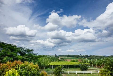 Vineyard with sky with clouds Photos