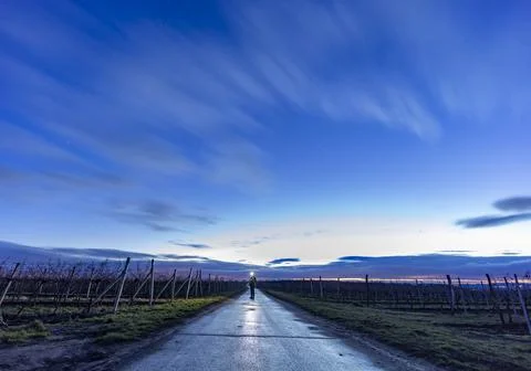 Vineyard with sky before dawn Foto stock