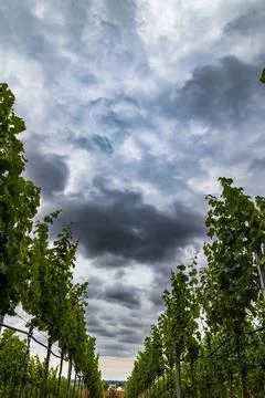 Vineyard Sky Stock Photos