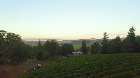 Vineyard on slopes spread in acres Stock Footage 87812485