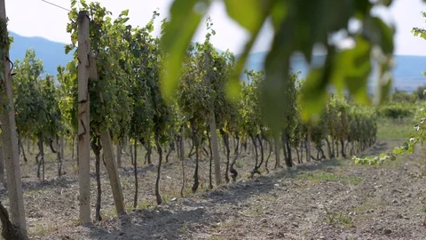 Vineyard in Slovakia Stock Footage 104013639