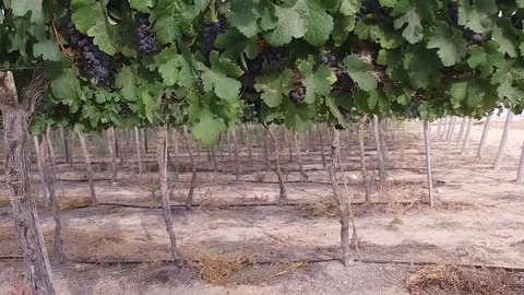 Vineyard slow motion walk through Video stock 91901327