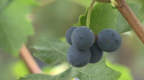 Vineyard a small grape of Cabernet Sauvignon Stock-Footage 42880004