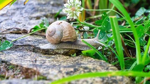Vineyard snail crawls across a path into the grass. Close up of the mollusk. Stock Photos