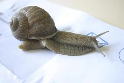 Vineyard snail on an envelope Stock Photos