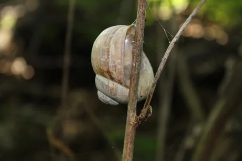 Vineyard snail in the forest Stock Photos