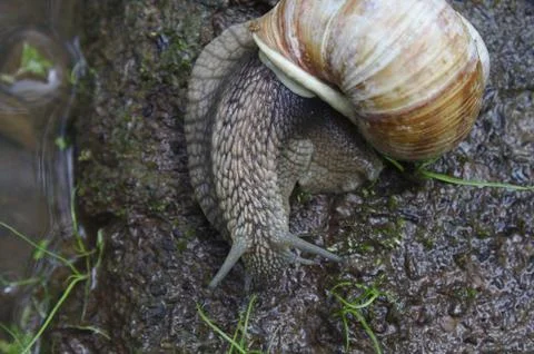 Vineyard snail in the forest Stock Photos
