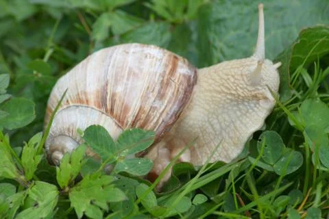 Vineyard snail  (Helix pomatia) Stock Photos