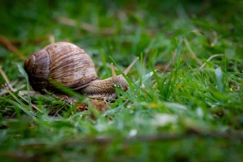 Vineyard snail Stock Photos