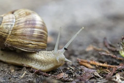 Vineyard snail Stock Photos