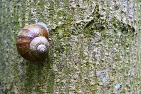 Vineyard snail on a tree in the summer Stock Photos