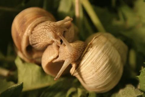 Vineyard snails during love foreplay Stock Photos