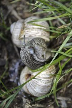 Vineyard snails mating Stock Photos