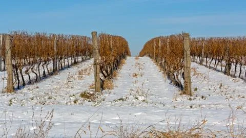 Vineyard Snow Cold Stock Photos