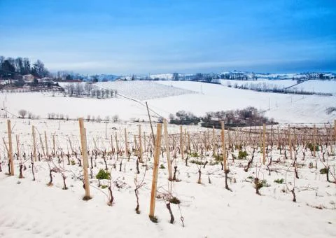 Vineyard in the snow Stock Photos