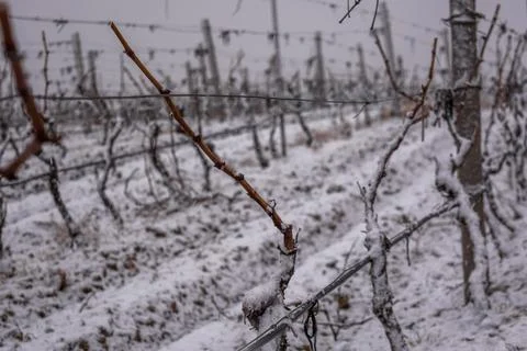Vineyard in the snow Stock Photos