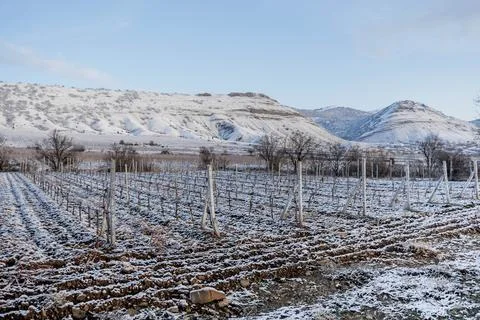 Vineyard in the snow Foto stock
