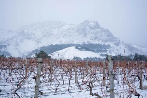 Vineyard in the snow Stock Photos