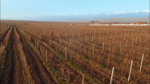 Vineyard with snowy mountains Stock Footage 49667646