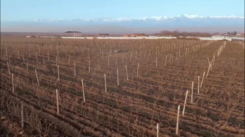 Vineyard with snowy mountains 스톡 동영상 49667659