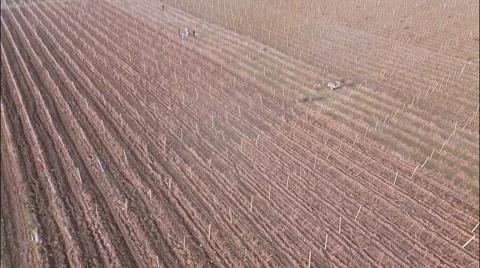 Vineyard with snowy mountains Stock-Footage 49667779