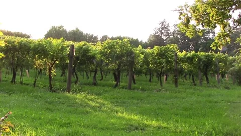 Vineyard in soft evening light. Stock Footage 130359755