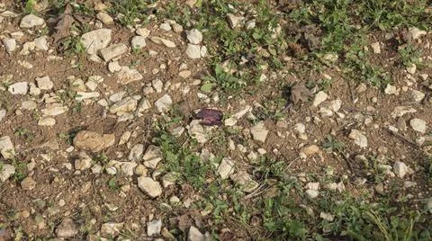 Vineyard soil in Cotes de Beaune Burgundy Stock Photos