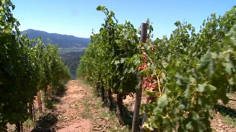 Vineyard in Sonoma, Ca Stock Footage 78978664