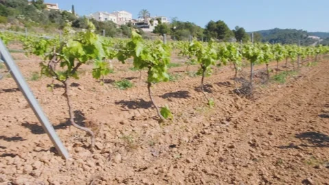 Vineyard Spain 2021. Vine. Grape garden Stock Footage 152926673