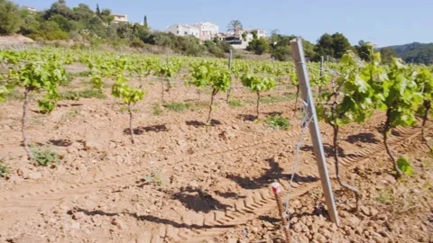 Vineyard Spain 2021. Vine. Grape garden Stock Footage 152926676
