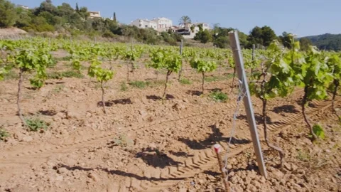 Vineyard Spain 2021. Vine. Grape garden Stock Footage 152926677